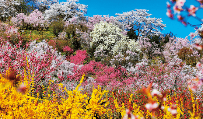 A Utopia in Fukushima