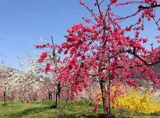 Tatenoyama Park / Hanamomo no Sato