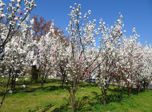 Otowa Park & Hanamomo Park