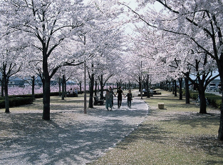 Arakawa Sakura-Zutsumi Park