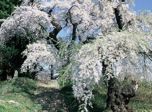 Daizoji Temple Weeping Cherries