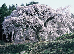 The Hosui Cherry