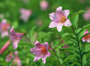 Tsutsumigataira Lillies