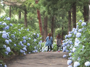 Doaidate Park Hydrangeas