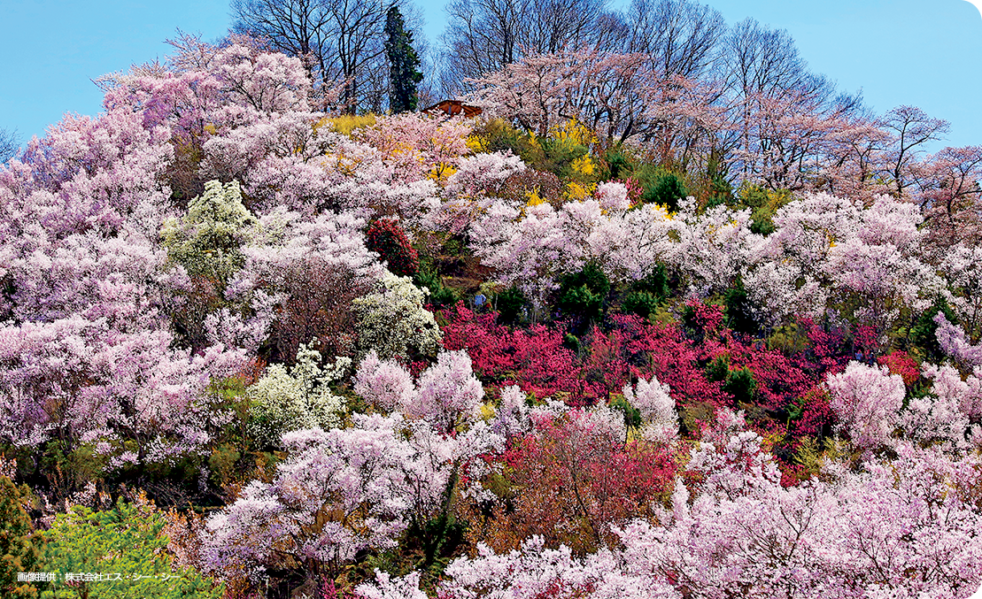 Fukushima spring scene“Hanamiyama”