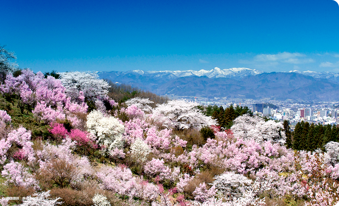 Fukushima spring scene“Hanamiyama”