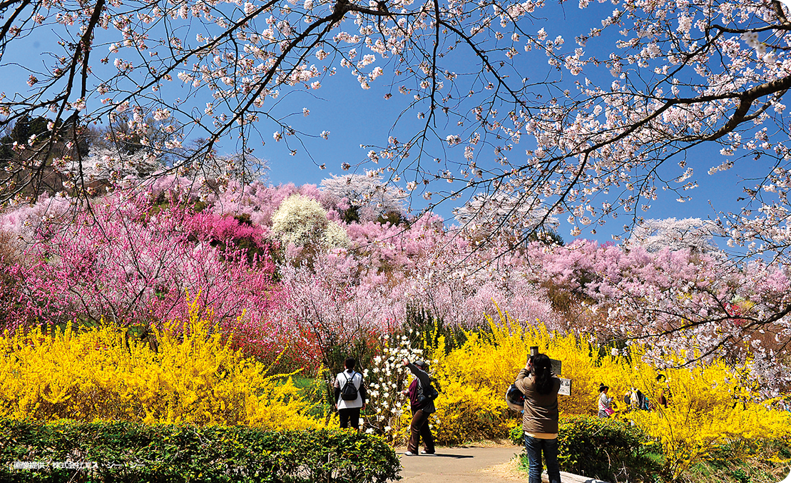 Fukushima spring scene“Hanamiyama”