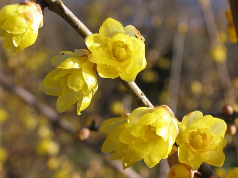 Japanese Allspice (Robai)