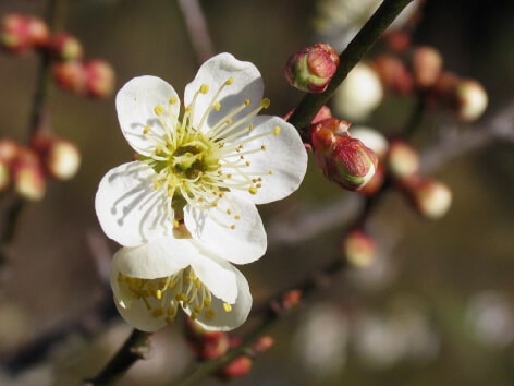 Plum (Ume)