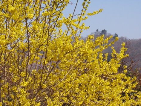 Forsythia (Rengyo)