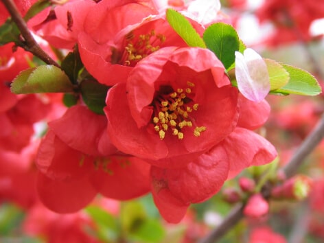 Japanese Quince (Boke)