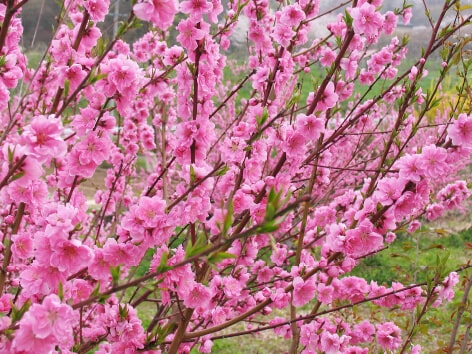 Flowering Peach (Hanamomo)