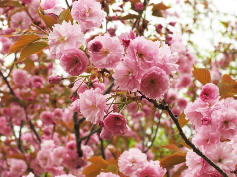 Double-Flowered Cherry (Yae-Zakura)