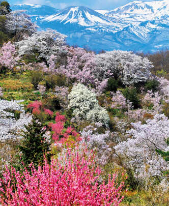 花見山とは