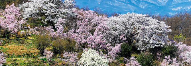 花見山とは