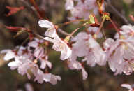 東海桜