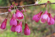 寒緋桜