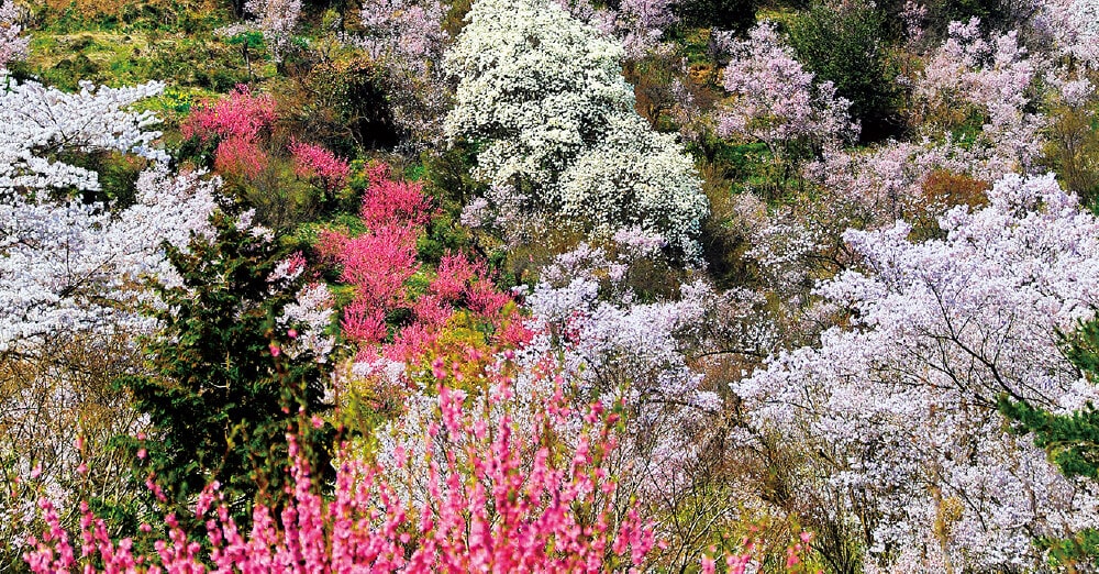 花見山とは