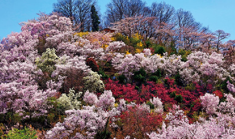 色とりどりの花が咲き乱れる花見山公園