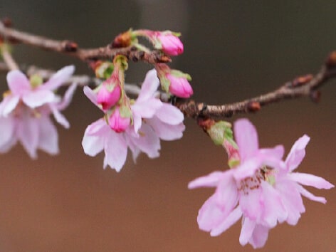 十月桜 ジュウガツザクラ