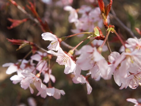 東海桜 トウカイザクラ