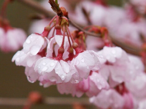 彼岸桜 ヒガンザクラ