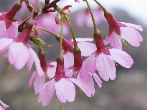 おかめ桜 オカメザクラ