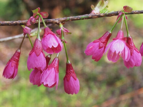 寒緋桜 カンヒザクラ