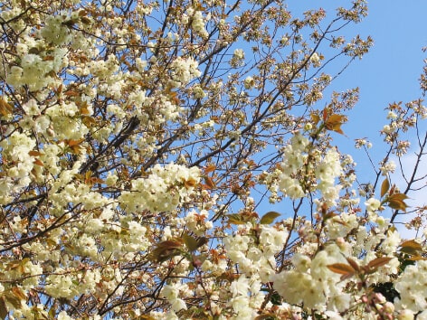 鬱金桜 ウコンザクラ