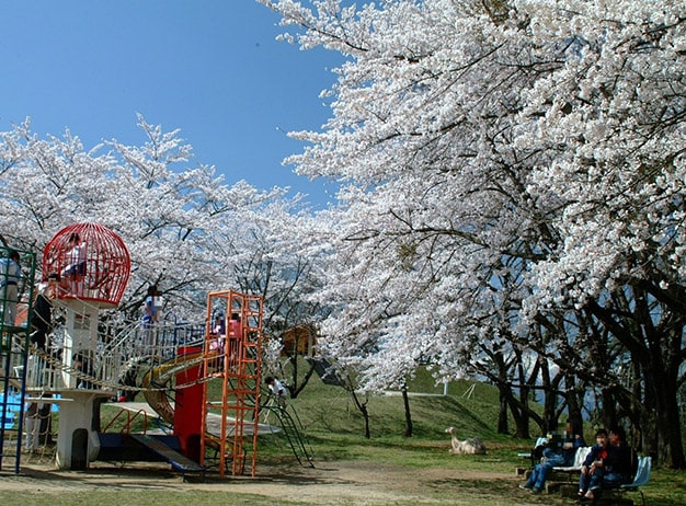 ふくしま花回廊大森城山公園（桜）