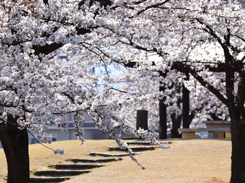 荒川桜づつみ河川公園